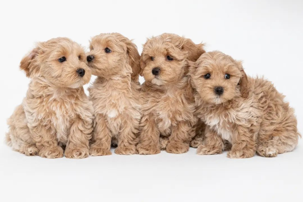 Affordable Maltipoo Puppies For Sale In Bern Switzerland