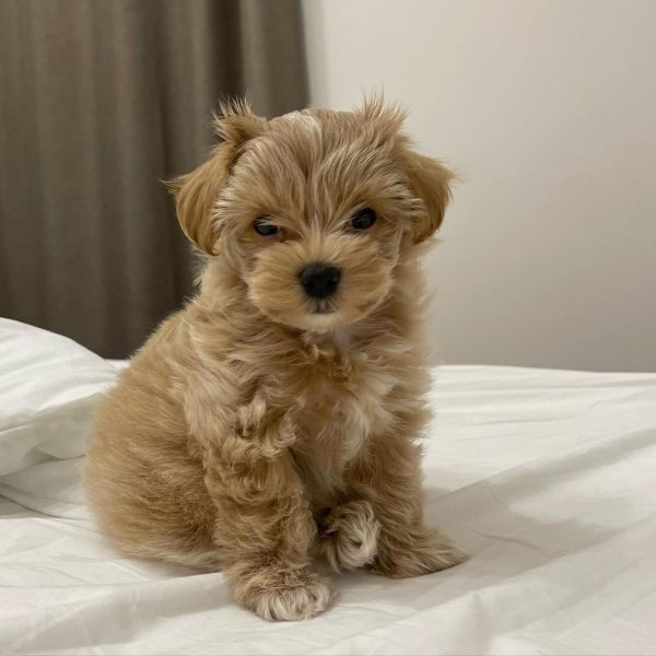 Affordable Maltipoo Puppies For Sale In Bern Switzerland