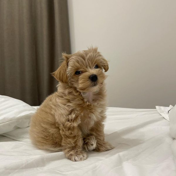 Affordable Maltipoo Puppies For Sale In Bern Switzerland 1