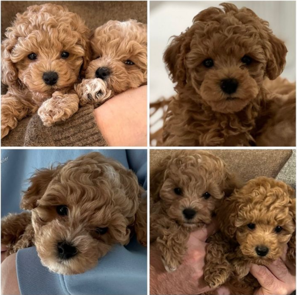 Brown Maltipoo Puppies for sale In St Gallen