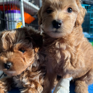 Buy Maltipoo Puppies Online In Biel/Bienne