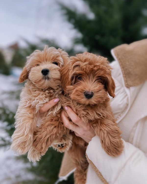 Buy Maltipoo Puppies Online In Biel/Bienne