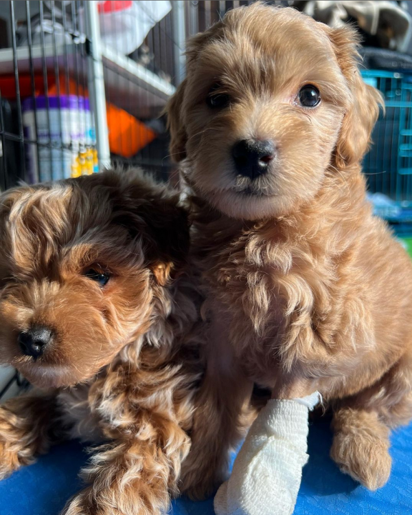 Buy Maltipoo Puppies Online In Biel/Bienne