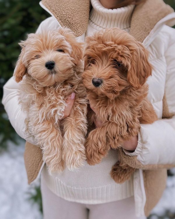 Buy Maltipoo Puppies Online In Biel/Bienne