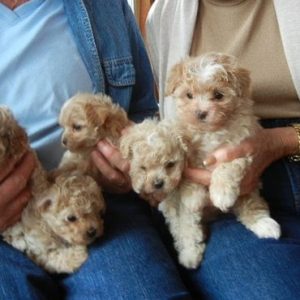 Cachorros Maltipoo A La Venta En Madrid España