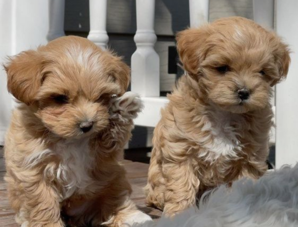 Cachorros Maltipoo A La Venta En Madrid España