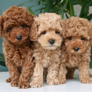 Comprar un Maltipoo Toy en criaderos fiables y certificados en Valencia