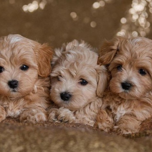 Leksak Maltipoo Valpar For Adoption In Västerås Sverige