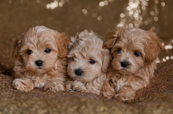 Leksak Maltipoo Valpar For Adoption In Västerås Sverige