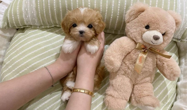 Leksak Maltipoo Valpar For Adoption In Västerås Sverige