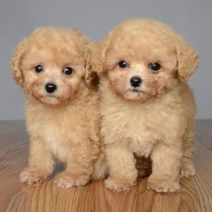 Cachorros Maltipoo En Venta En línea En Barcelona España