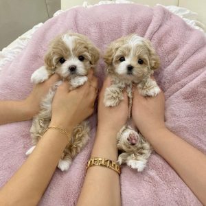 Teacup Maltipoo Puppies For Sale In Geneva