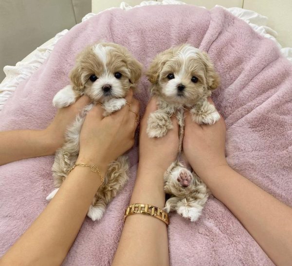 Teacup Maltipoo Puppies For Sale In Geneva