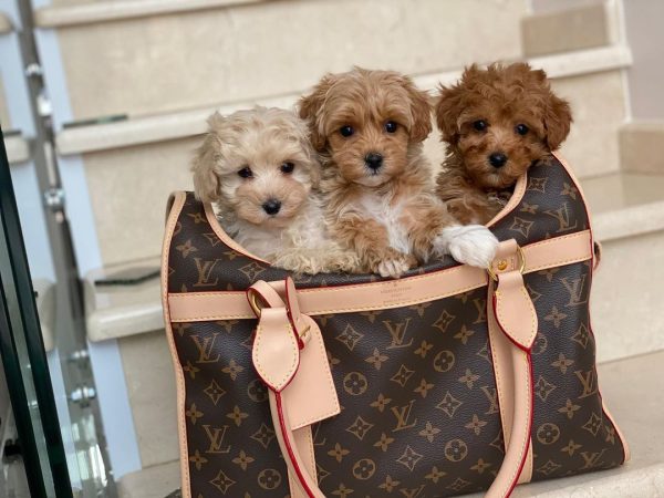 Maltipoo Puppies For Sale In Sweden