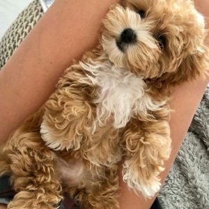 Maltipoo Puppies For Sale In Western Australia