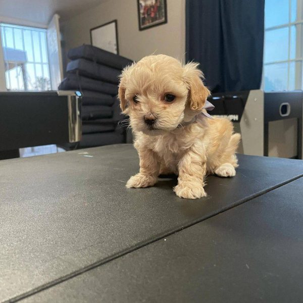 Maltipoo Puppies For Sale Near Me AU