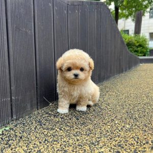 Maltipoo Puppies For Sale Near Me AU