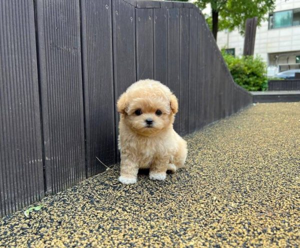 Maltipoo Puppies For Sale Near Me AU