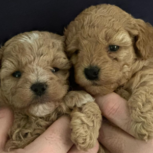 Maltipoo Puppies for sale Lugano