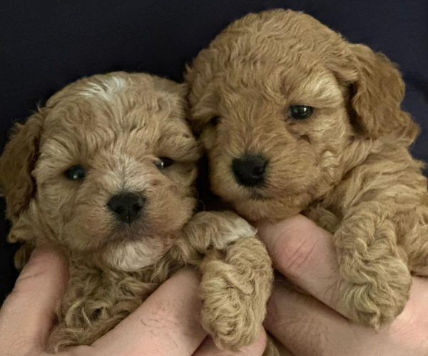 Maltipoo Puppies for sale Lugano