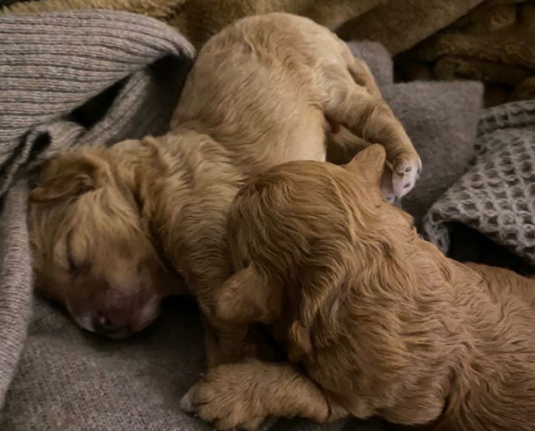 Maltipoo Puppies for sale Lugano