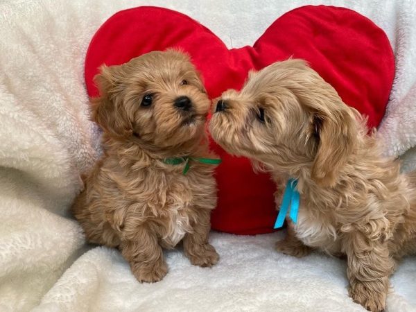 Maltipoo Valpar Uppfödare i Stockholm Sverige