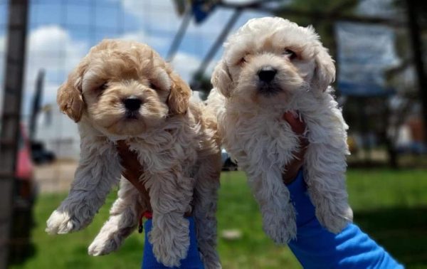 Maltipoo Welpen Fir Verkaf Zu Lëtzebuerg