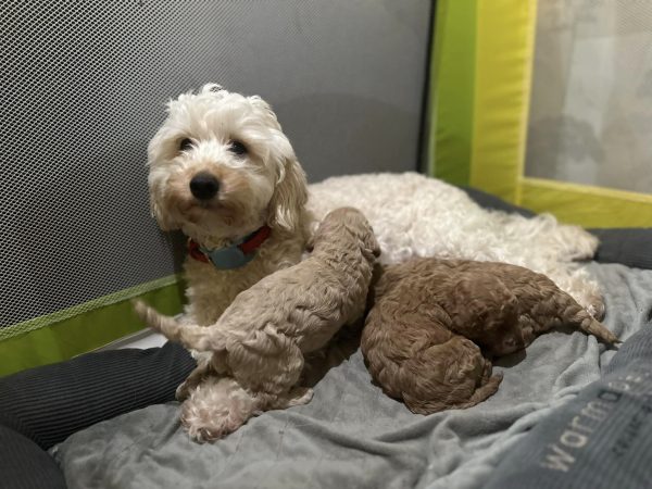 Maltipoo Welpen zu verkaufen in meiner Nähe Schweiz