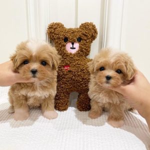 Mini Maltipoo Puppies For Sale In Basel