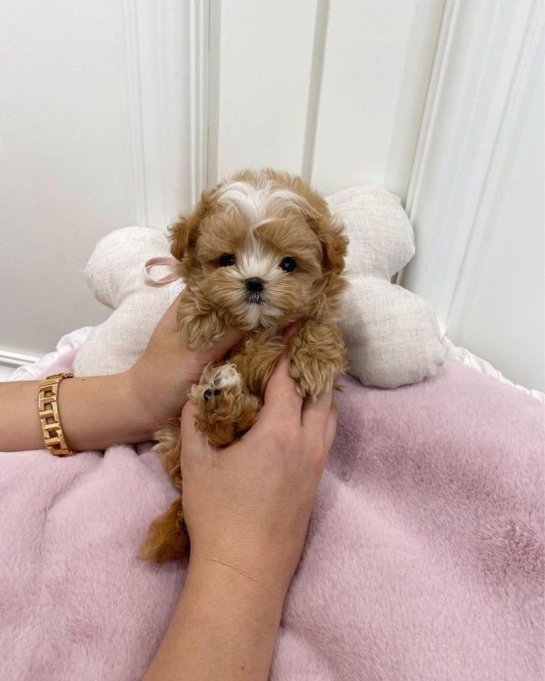 Mini Maltipoo Valpar Örebro Sverige