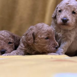 Mini Maltipoo Welpen Basel schweiz