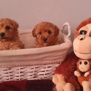 Teetasse maltipoo welpen zu verkaufen in zürich schweiz