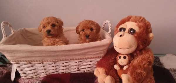 Teetasse maltipoo welpen zu verkaufen in zürich schweiz