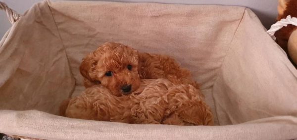 Teetasse maltipoo welpen zu verkaufen in zürich schweiz