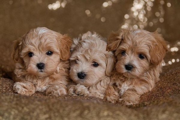 Moodle Puppies For Sale In Lausanne Switzerland