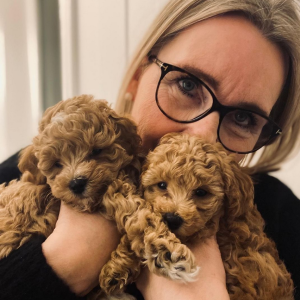 Brown Maltipoo Puppies for sale In St Gallen