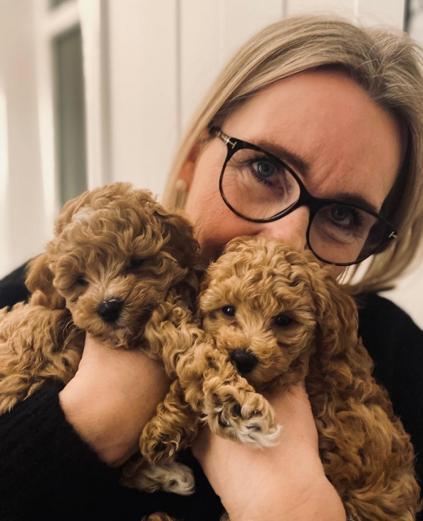 Brown Maltipoo Puppies for sale In St Gallen