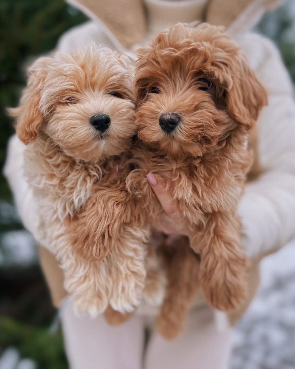 Buy Maltipoo Puppies Online In Biel/Bienne