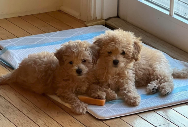 Spielzeug Maltipoo Welpen zu verkaufen Horgen Schweiz