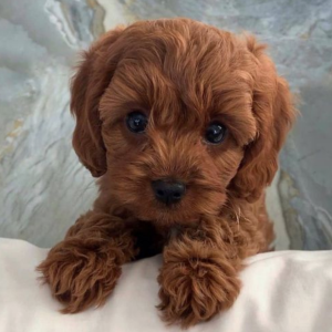 Taza De Té Maltipoo En Adopción En Bilbao España