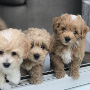 Taza de té Maltipoo En venta En Seville