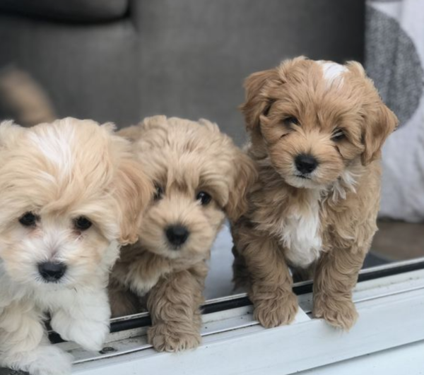 Taza de té Maltipoo En venta En Seville