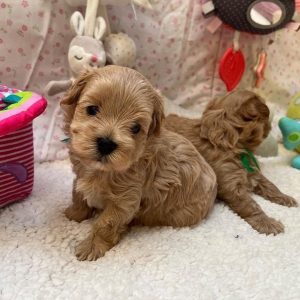 Tekopp Maltipoo Göteborg