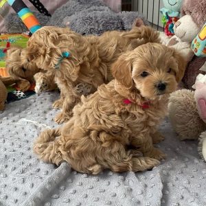 Tiny Maltipoo Valpar till salu Uppsala