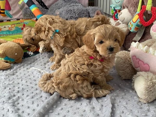 Tiny Maltipoo Valpar till salu Uppsala