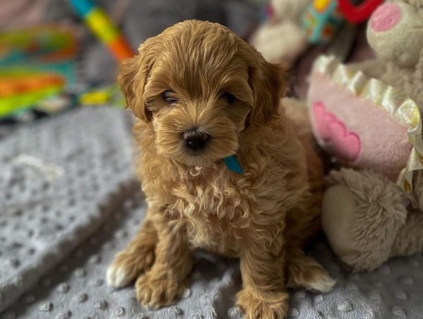 Tiny Maltipoo Valpar till salu Uppsala