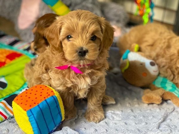 Tiny Maltipoo Valpar till salu Uppsala