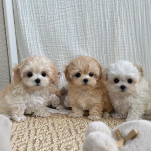 Trained Maltipoo Puppies For Sale In Lucerne Switzerland