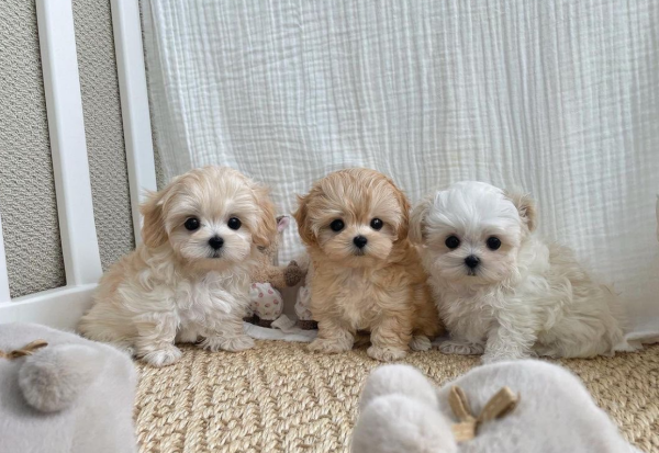 Trained Maltipoo Puppies For Sale In Lucerne Switzerland