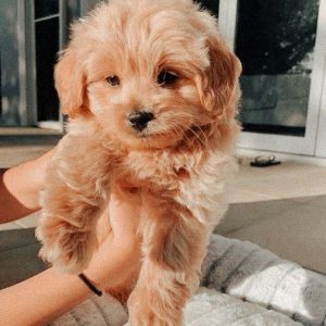 Cachorros Maltipoo en venta en Asturias España